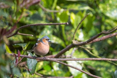 Erkek bir Chaffinch keskin odak noktası Yumuşak odaklı bahçe arka planı.