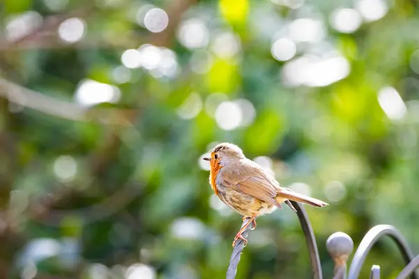 stock image A Robin perched on a branch in sharp focus with a soft garden bokeh background. Erithacus rubecula. copy space editorial picture.