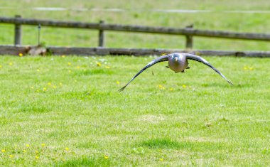 Bir ağaç güvercini yuvasını yapmaya başlarken gagasında bir dalla uçuyor.. 