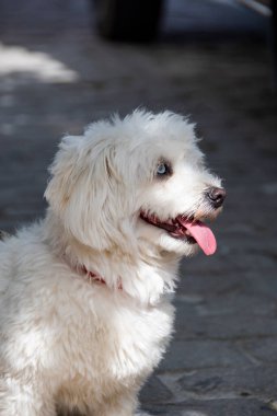 Son derece güzel bir Bishon Frise köpeği, tek soluk mavi gözlü. Köpek, gün ışığında benekli bir şekilde otururken bir tarafa bakar.. 