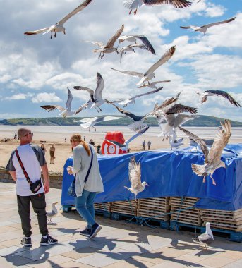 Weston Super Mare, Birleşik Krallık. 07-07-24. Martılar yemeği için bir hanımefendiye ayak bağı olur. Bir martı sürüsü deniz kıyısında bir kadının üzerinde uçuyor.. 