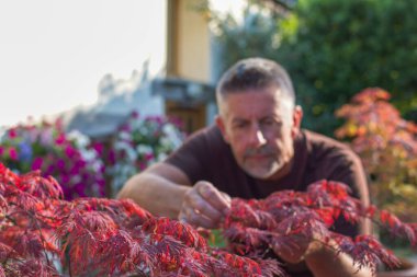 Gardening and horticulture image with a softly focused man inspecting a Japanese Maple Acer in an English country garden. Selective focus on orange and red leaves.  clipart