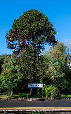 Torquay, Devon, uk. 10-20-24. Torquay işareti, arkasında maymun yapboz ağacı var. Torquay Devon 'daki İngiliz Rivierası. 