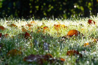 Early morning autumn grass and leaves in sunlight. Dew and moisture set an autumnal theme. Selective focus on the middle of the picture. clipart