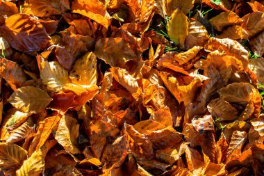 Sonbahar ve sonbahar, sabahın erken saatlerinde altın kahverengi yaprakların görüntüsü.. 