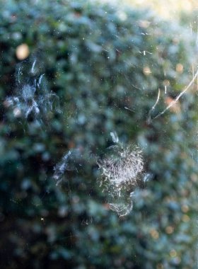 Bir kuş, camda görünen kuşun dış hatlarıyla bir pencere görüntüsüne çarpar. Kuş çarpması görüntüsü. Yaralı kuşlar ve bahçe tehlikeleri.