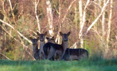 Fallow deer in a green field look towards camera. Melanistic black deer.  clipart