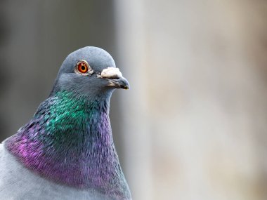 Canlı renklerini gösteren esrarengiz bir güvercin. İyi kopyalama alanı.