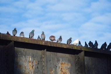 Eski bir demiryolu köprüsünde güvercinler. Fotojenik bir sahnede bir grup vahşi güvercin. 