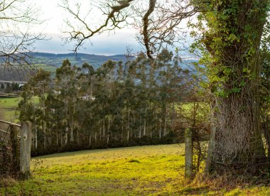 Açık bir alana açılan bir kapı ve ağaçların ve yuvarlanan alanların arka planına açılan İngiliz kırsal görüntüsü. Kırsal ve yaşam tarzı. Geçit iletilerine seçici odaklan. 