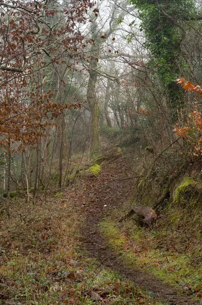 Ormandan geçen bir yol. Ağaçlar ve doğa ile çevrili güzel yapraklı bir patika. Kırsal kesim, yürüyüş ve başıboş görüntü.