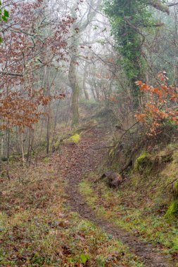 Ormandan geçen bir yol. Ağaçlar ve doğa ile çevrili güzel yapraklı bir patika. Kırsal kesim, yürüyüş ve başıboş görüntü.