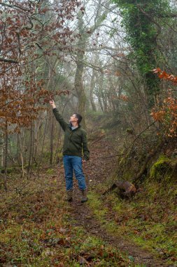 Kışın güzel bir ormanda yürüyen bir adam bitki yaşamına bakmak için durur. Doğa aşığı ve kırsal kesim imajı. Yürüyüş, yürüyüş ve yürüyüş. 