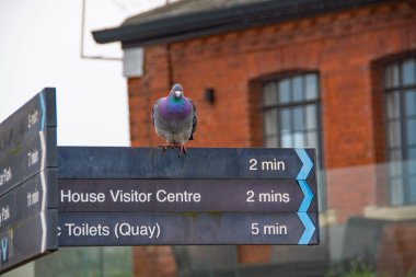 An colourful pigeon on an inner city sign post. Showing its vibrant colours.  clipart