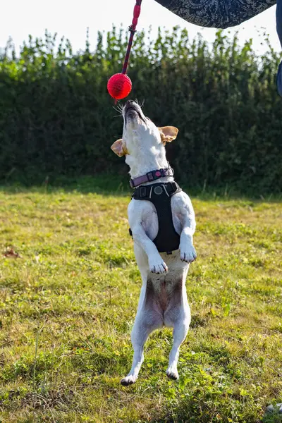 Jack Russell teriyer köpeği havada topu kapmak için zıplıyor. Oyuncu köpek resmi. Köpeğe odaklan..
