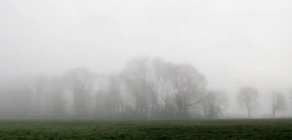 Orman örtüsünün mevsimlik panoramik görüntüsü sistir. Kış, Sonbahar ya da Sonbahar hava durumu. Nemli, sisli iklim. 