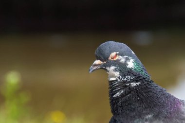 Yüzünde tuhaf bir ifade olan sinsi görünüşlü bir güvercin. Komik kuş.. 