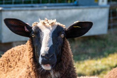 Bir koyun doğrudan kameraya bakar. Çiftçilik ve hayvancılık imajı.