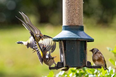Saka kuşları bir bahçe kuşu besleyicisinde yemek için kavga ederler. Kuşbilim ve kuş gözlemciliği İngiliz bahçe kuşlarının resmi. 