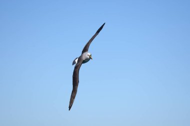 Thalassarche klorhynchos - Atlantik Sarı Burunlu Albatros - Albatroz de Nariz Amarelo