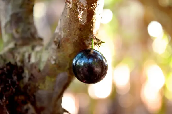 Ağaçtaki Jabuticaba hasat edilmeye hazır. Jaboticaba, Brezilya 'nın yerli üzüm ağacı. Tür Plinia cauliflora. Tipik egzotik yaz meyvesi..