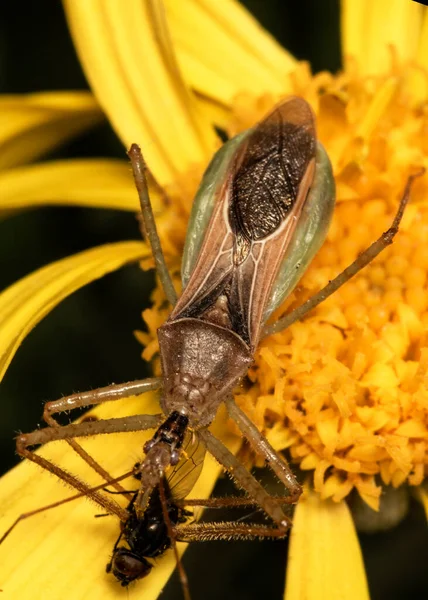 Leafhopperův Zabijácký Brouk Zelus Renardii — Stock fotografie