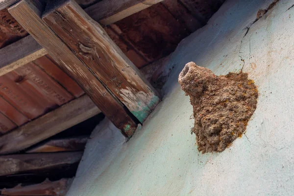 Mud Wasp Nest Wall — Stock Photo, Image