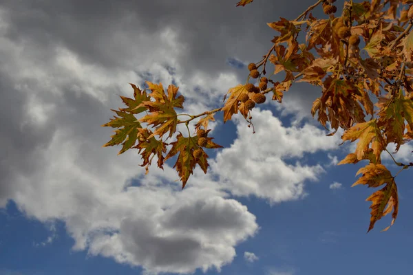 Fundo Outono Uma Árvore Com Folhas Amarelas Fundo Azul Céu — Fotografia de Stock