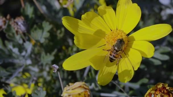 Macro Close Bee Collecting Pollen Yellow Flower Pollination Time — Stock Video