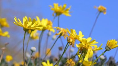 Yellow Daisy Flowers Swaying in the Wind. Slow Motion