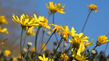 Yellow Daisy Flowers Swaying in the Wind. Slow Motion