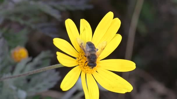 Bees Pollinating Field False Sunflowers — Vídeo de Stock