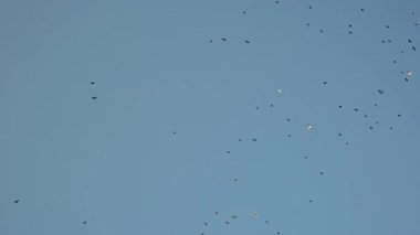 seagulls flying in the sky. Slow motion
