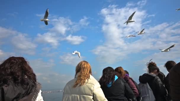People Watching Seagulls Flying Blue Sky — Stock video