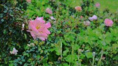 Rüzgarda sallanan pembe güllerin 4k videosu