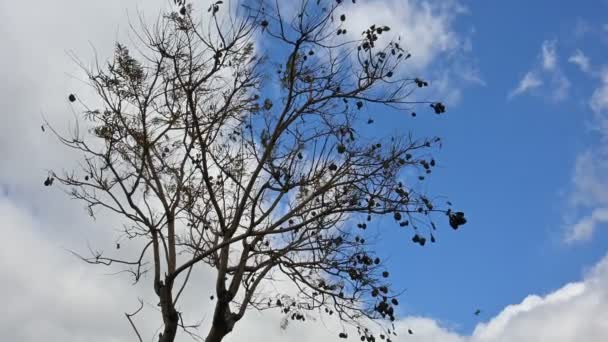 Branches Arbres Secs Balançant Dans Vent — Video