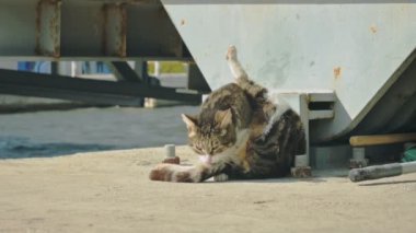 Güzel kedi kaldırımda kendini temizliyor.