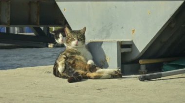 Güzel kedi kaldırımda kameraya bakıyor..