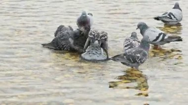 Havuzda banyo yapan vahşi güvercinler.