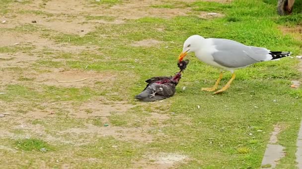 野生海鸥杀死了鸽子并吃掉了它 — 图库视频影像