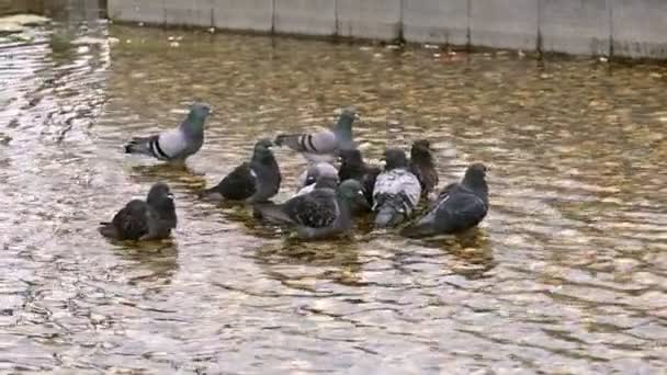 Dzikie Gołębie Kąpiące Się Basenie — Wideo stockowe