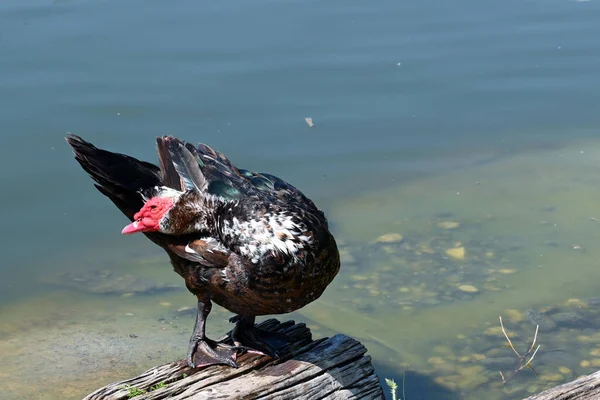 Pato Bonito Senta Madeira Perto Lago — Fotografia de Stock