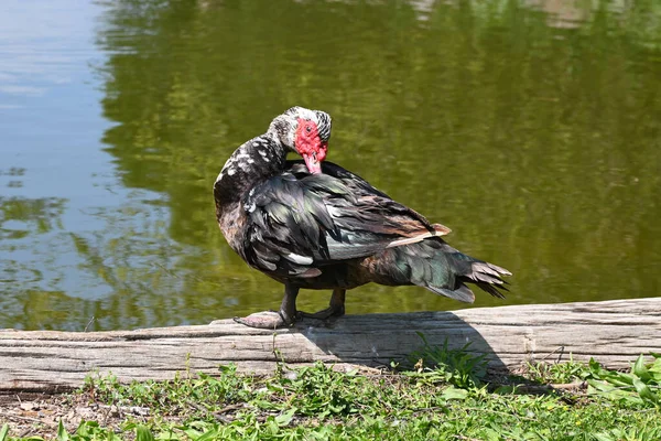 Schöne Ente Sitzt Auf Holz See — Stockfoto