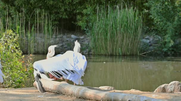 Dzicy Pelikani Stojący Nad Jeziorem — Wideo stockowe