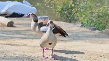 Kahverengi Ördekler Göl kenarında