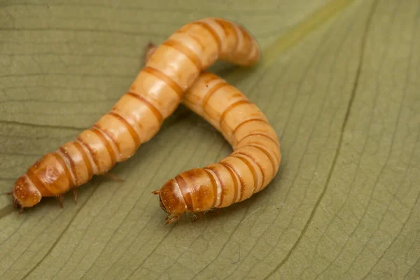 Flour Worm White Leaf — Stock Photo, Image