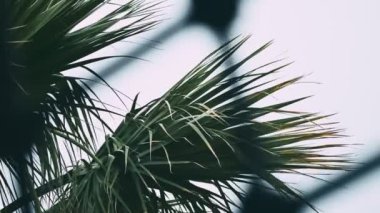 Palmiye yaprakları parmaklıkların arkasından görünüyor