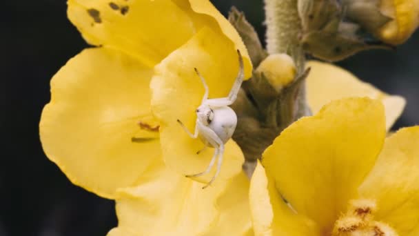 Brown Kumbang Bergerak Daun Hijau — Stok Video