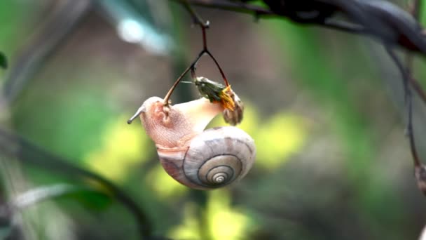 树梢上的蜗牛宝宝 — 图库视频影像