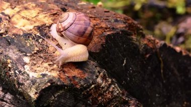 bebek salyangoz ağaç dalında